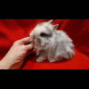 Meet your Posher, Lai kin